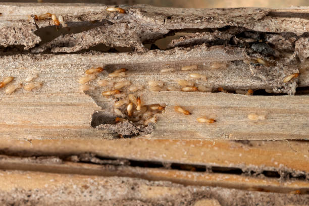 Insect Control in Corte Madera, CA