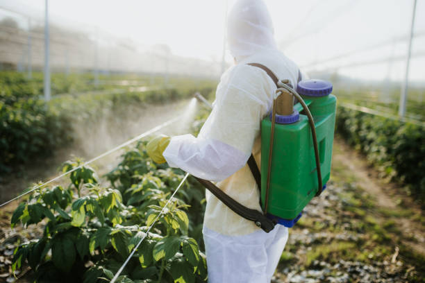 Best Pest Prevention Services  in Corte Madera, CA